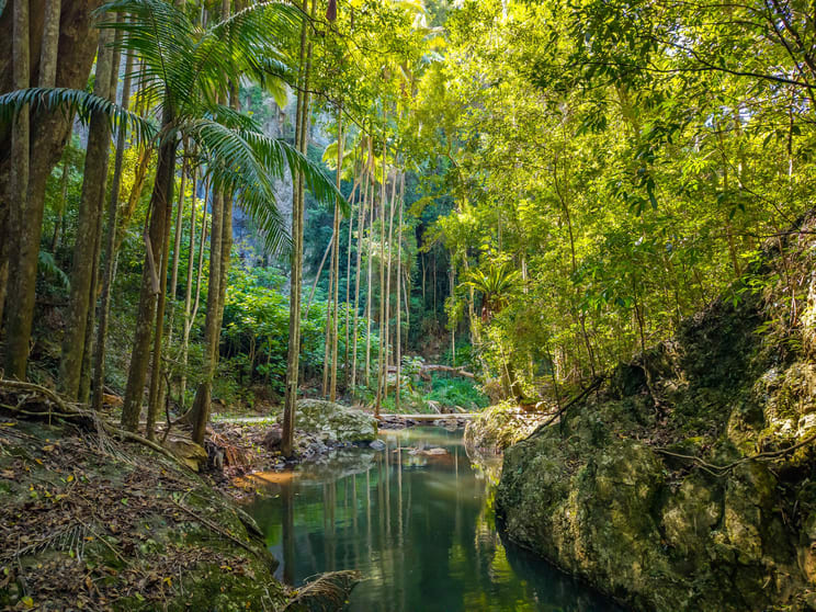 Click to view all images 98-196 Guanaba Road Tamborine Mountain QLD 4272 - Image 3