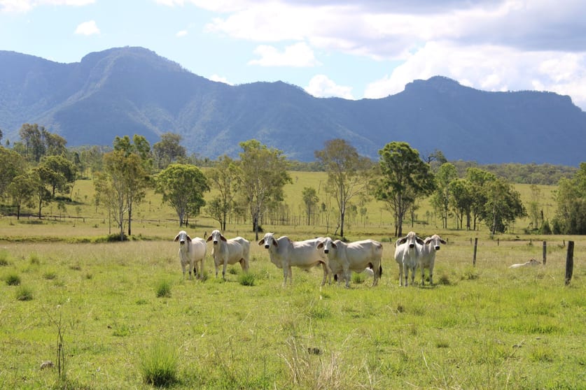 Click to view all images 81 Simmonds Road Tarome QLD 4309 - Image 1