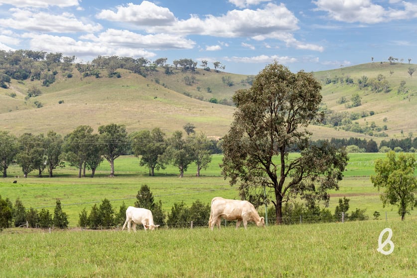 Click to view all images 2487 Jerrys Plains Road Singleton NSW 2330 - Image 1