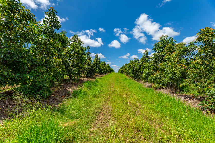 Click to view all images 807 Pine Creek Road Givelda QLD 4670 - Image 3