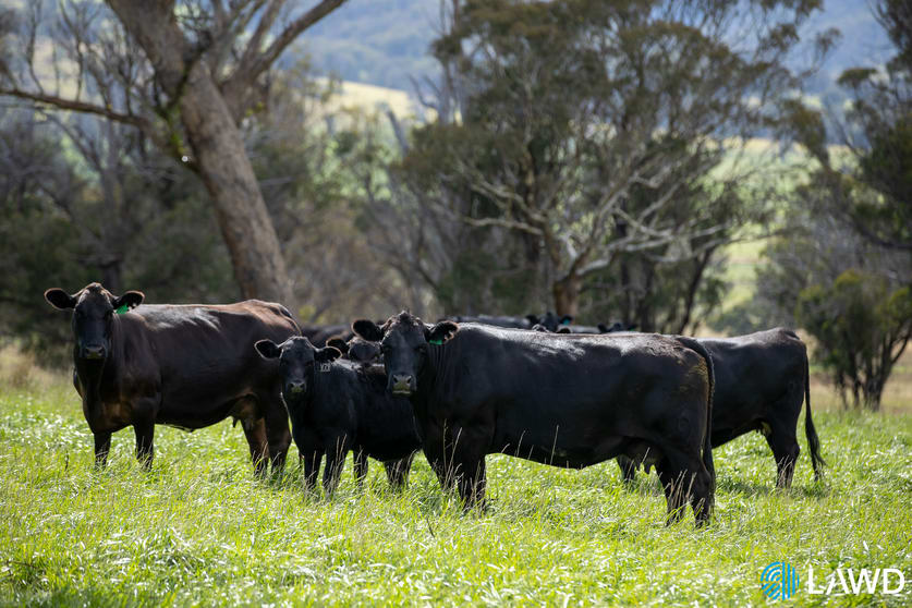 Click to view all images Alora-Mia Kellys Road Armidale NSW 2350 - Image 3