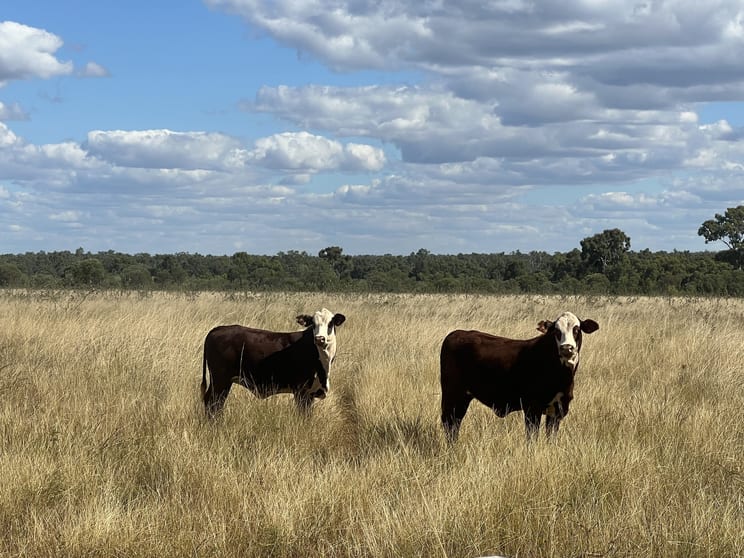Click to view all images Flinders Highway Torrens Creek QLD 4816 - Image 1