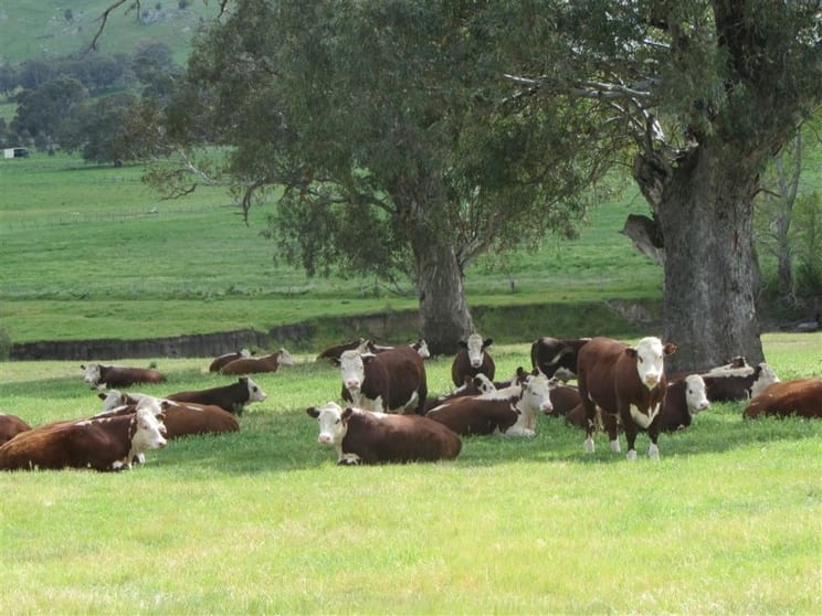 248 Sheans Creek Road Sheans Creek VIC 3666 - Image 1