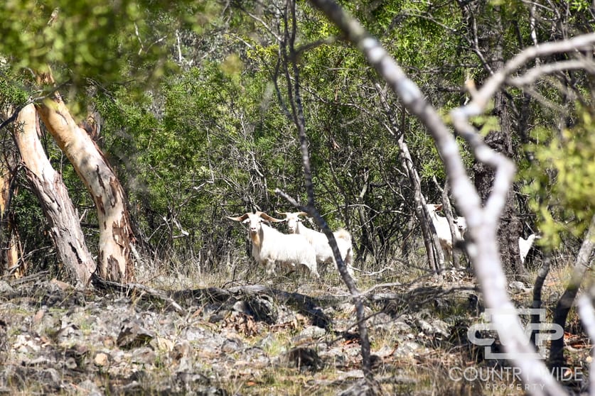 Click to view all images 75, - Gulf Rd Emmaville NSW 2371 - Image 3