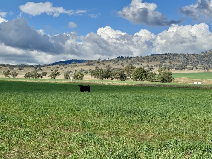 Click to view all images "Cedar Tops" 877 Swinging Ridges Road Willow Tree NSW 2339 - Image 3