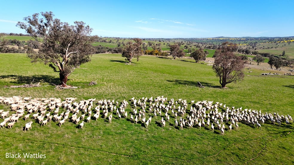 Click to view all images Woburn Road Harden NSW 2587 - Image 1