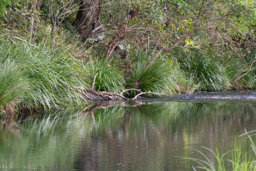 477 Eden Creek Road Wyneden NSW 2474 - Image 3