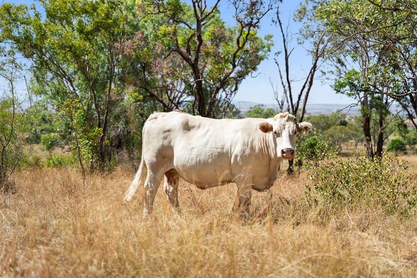 Click to view all images 2680/722 Mount Kent Boundary Road Nobby QLD 4360 - Image 1