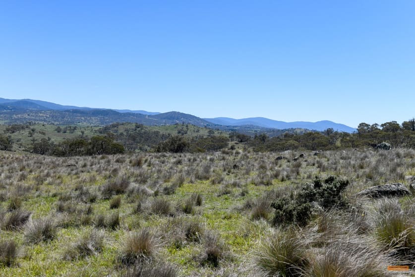 "Muriel's Paddock" Gullies Road Moonbah NSW 2627 - Image 3