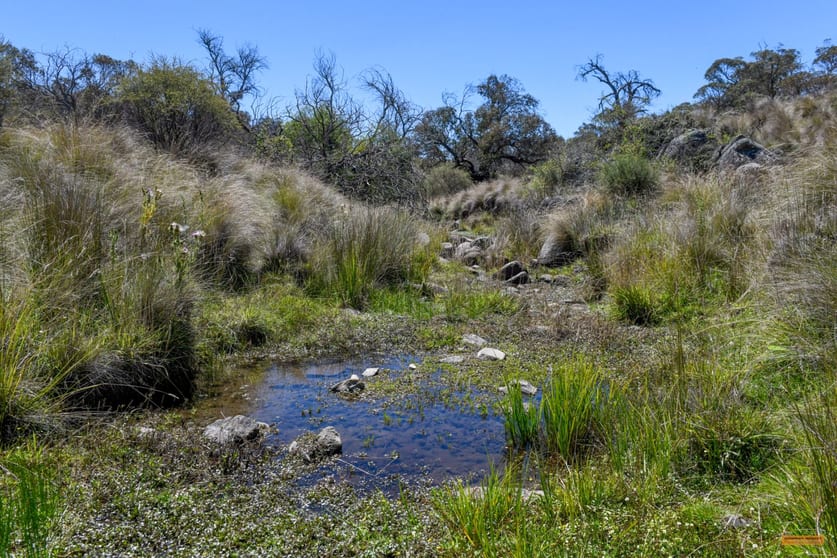 "Muriel's Paddock" Gullies Road Moonbah NSW 2627 - Image 2
