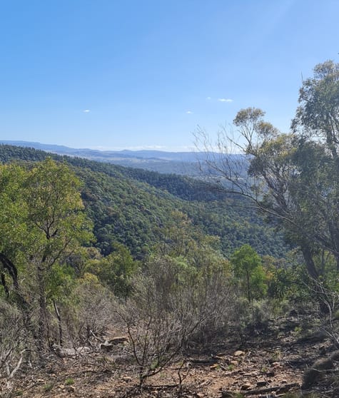 Click to view all images Lot 34 Palarang Road Merriangaah NSW 2632 - Image 1