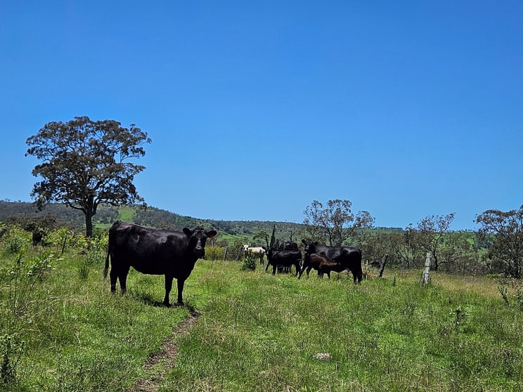 Click to view all images Lot 32 Haden Crows Nest Rd Pinelands QLD 4355 - Image 3