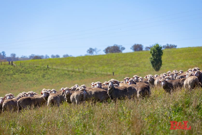 Lot 2 & 252 976 Sodwalls Road Tarana NSW 2787 - Image 1
