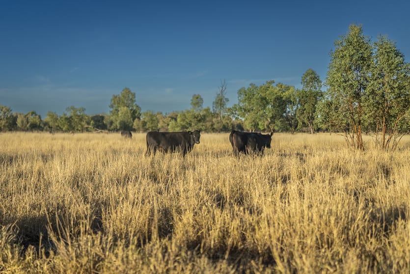 Click to view all images 4550 Bollon Dirranbandi Road Dirranbandi QLD 4486 - Image 2