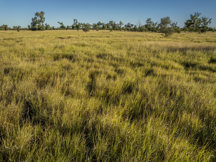 17020 Mitchell-St George Road St George QLD 4487 - Image 2