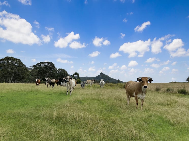 18108 Clarence Way Urbenville NSW 2475 - Image 2