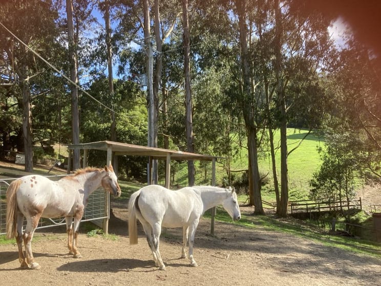 Click to view all images 250 Woomera Creek Rd Toora North VIC 3962 - Image 3