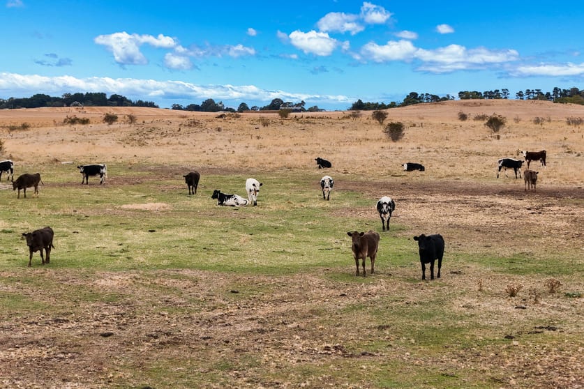 Click to view all images 11480 Midland Highway Campbell Town TAS 7210 - Image 3