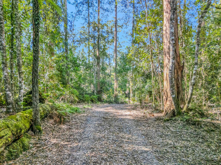 Click to view all images 776 Lower Bielsdown Road Tallowwood Ridge NSW 2453 - Image 3