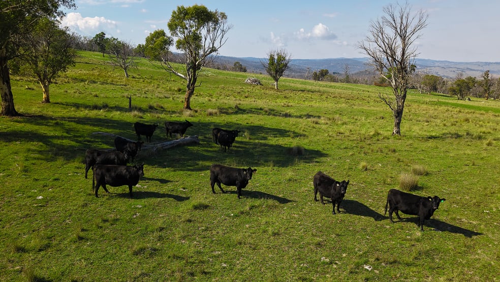 Click to view all images 3350 Peak View Road Jerangle NSW 2630 - Image 1