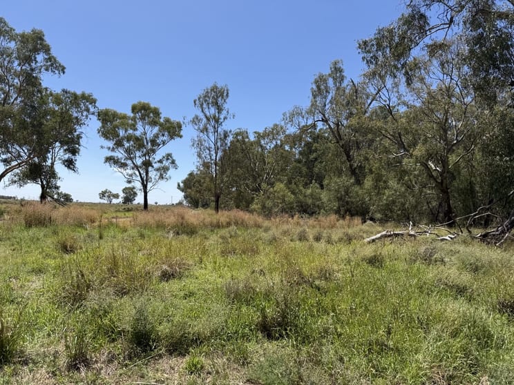 Click to view all images 1655 Kiacatoo Road Condobolin NSW 2877 - Image 3