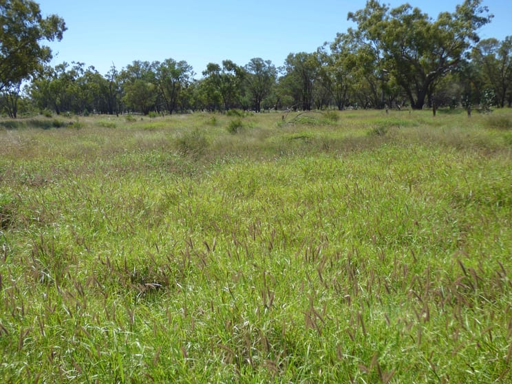 Click to view all images 4631 Middle Creek Road Langlo QLD 4470 - Image 3