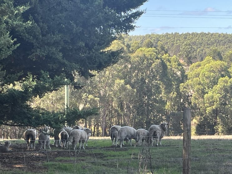 Click to view all images 274 Dingup Road Manjimup WA 6258 - Image 3