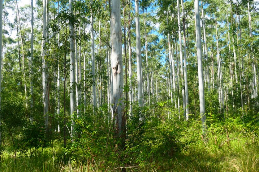 146 Mills Road Bean Creek NSW 2469 - Image 2