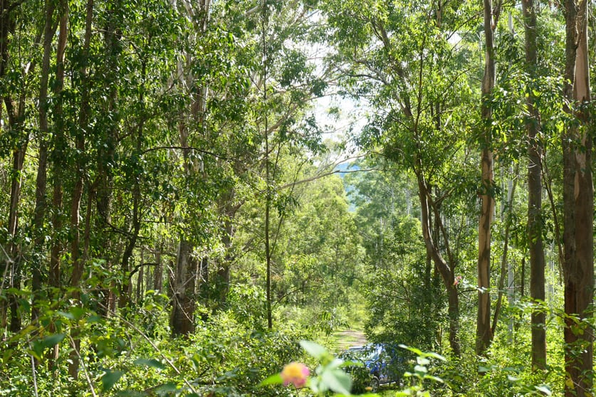 146 Mills Road Bean Creek NSW 2469 - Image 1