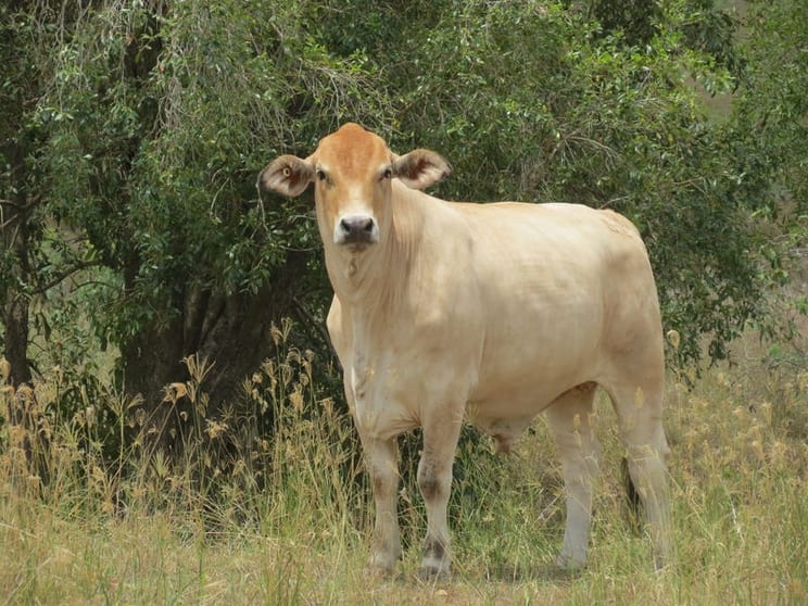 Click to view all images 142 Perry River Farms Road Morganville QLD 4671 - Image 1