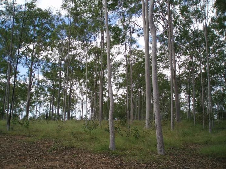 Click to view all images Pine Creek QLD 4670 - Image 1