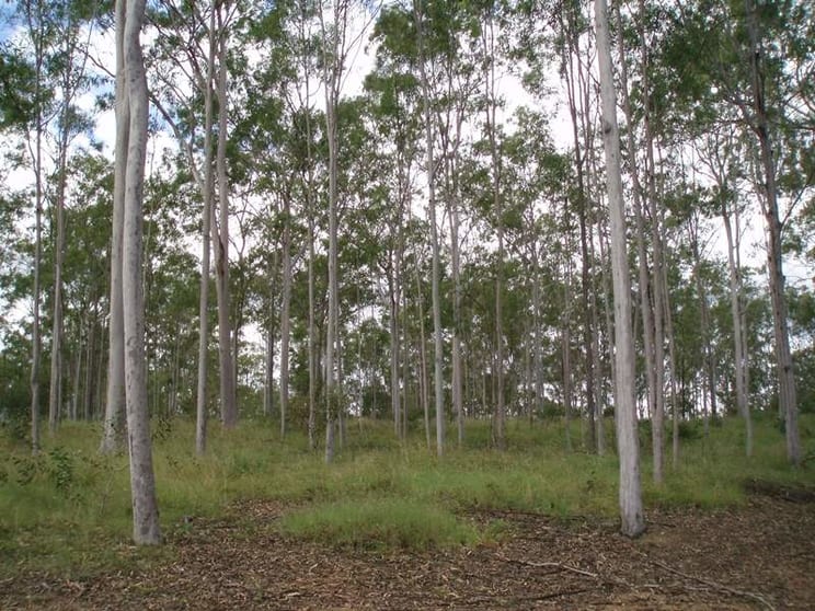 Click to view all images Pine Creek QLD 4670 - Image 2