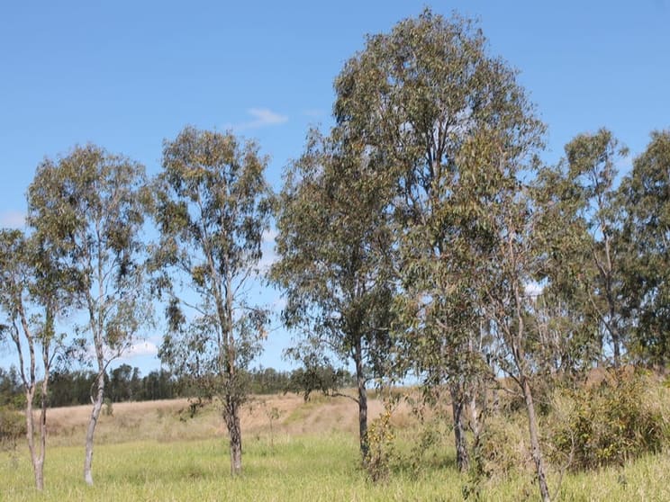 Click to view all images Moorland QLD 4670 - Image 2