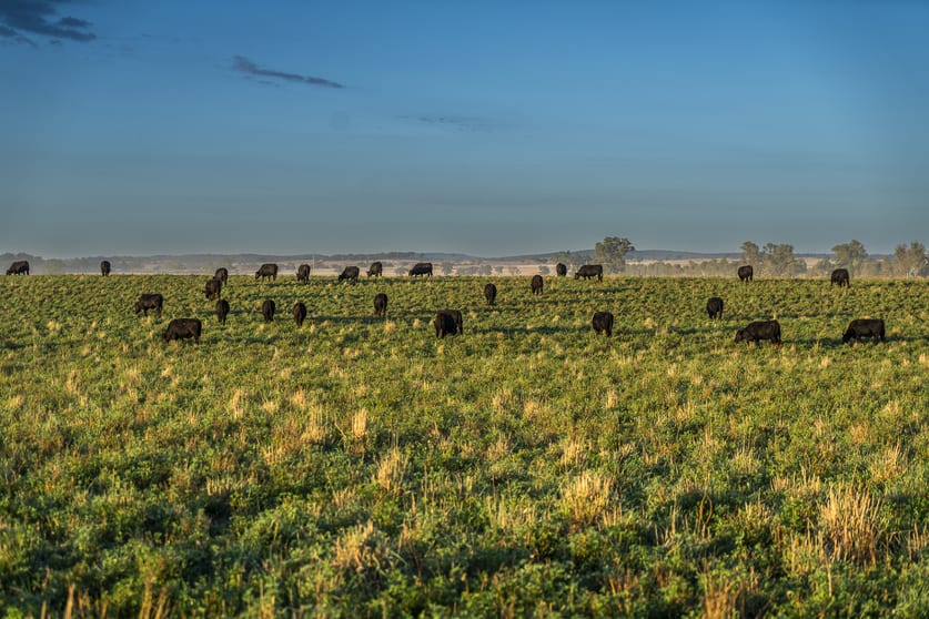 45R Strathmore Road Geurie NSW 2818 - Image 3