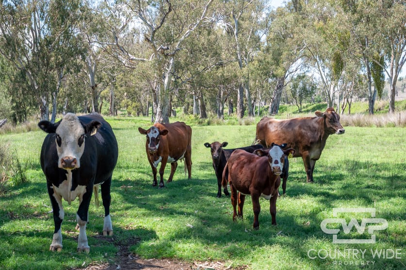 63, 9699 Bruxner Way Bonshaw NSW 2361 - Image 2