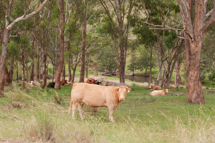 Click to view all images 'Paradise' Davis Creek Rd Rouchel NSW 2336 - Image 3