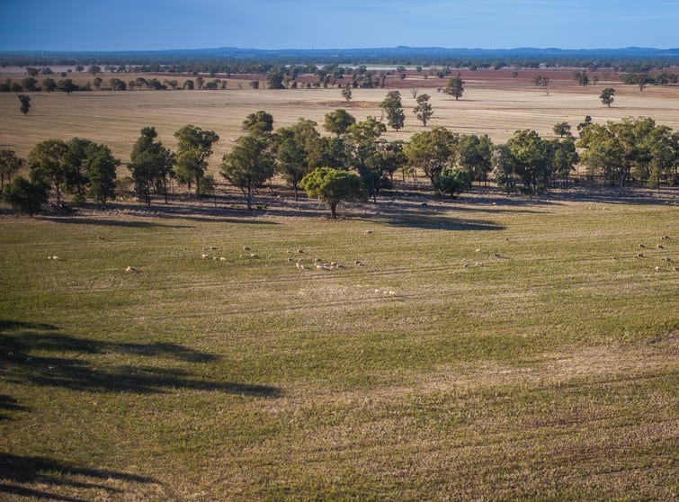 1403 Platina Road Trundle NSW 2875 - Image 1
