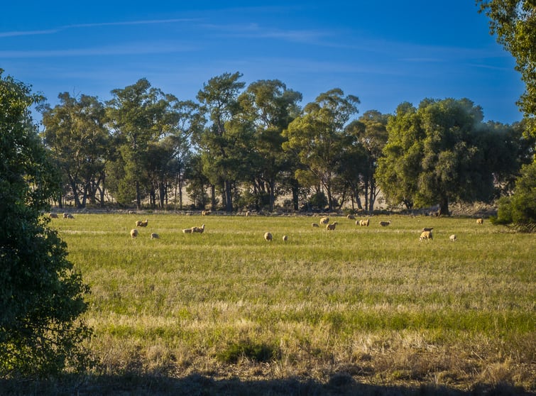 1403 Platina Road Trundle NSW 2875 - Image 3