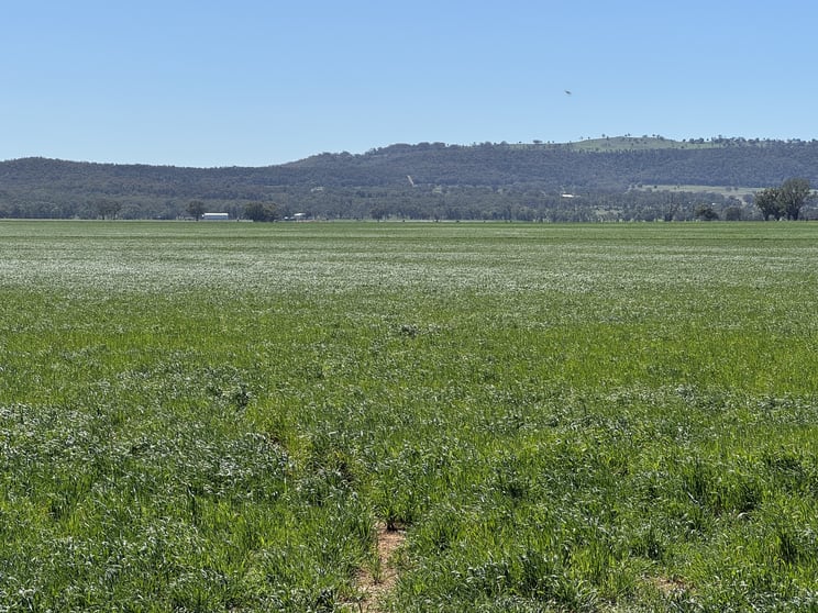 Click to view all images 2824 Neilrex Road Coolah NSW 2843 - Image 3