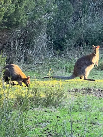 Click to view all images Lot 1 Bluff Road Whitemark TAS 7255 - Image 2