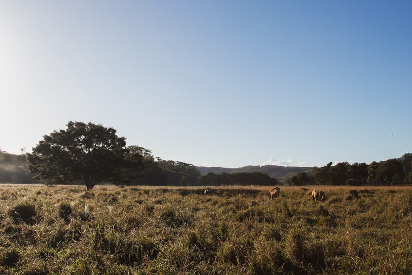 Click to view all images 912 Round Mountain Road Reserve Creek NSW 2484 - Image 3