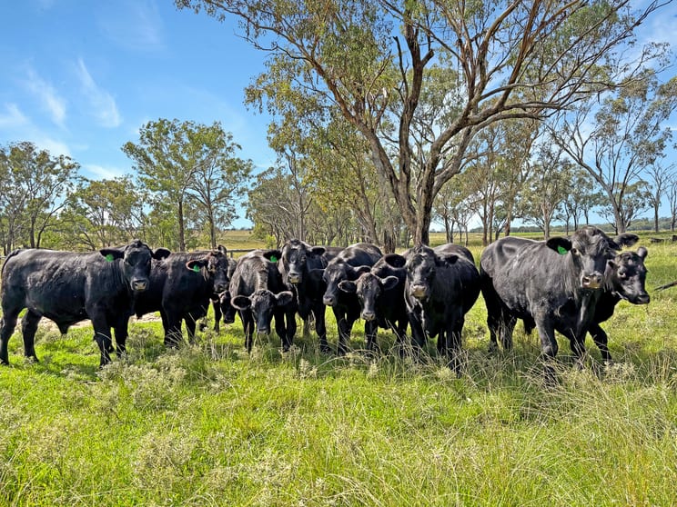 980 Ashford Road Nullamanna NSW 2360 - Image 2