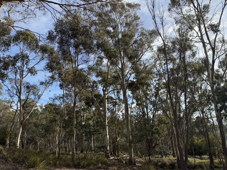 141630/2 Old Tier Road Woodbury TAS 7120 - Image 2