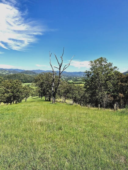 Click to view all images Lot 101 Beitibombi Creek Road Wherrol Flat NSW 2429 - Image 3