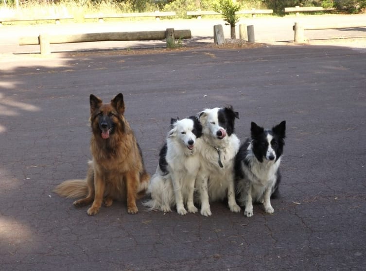 Animal Related  business for sale in Melbourne - Image 3