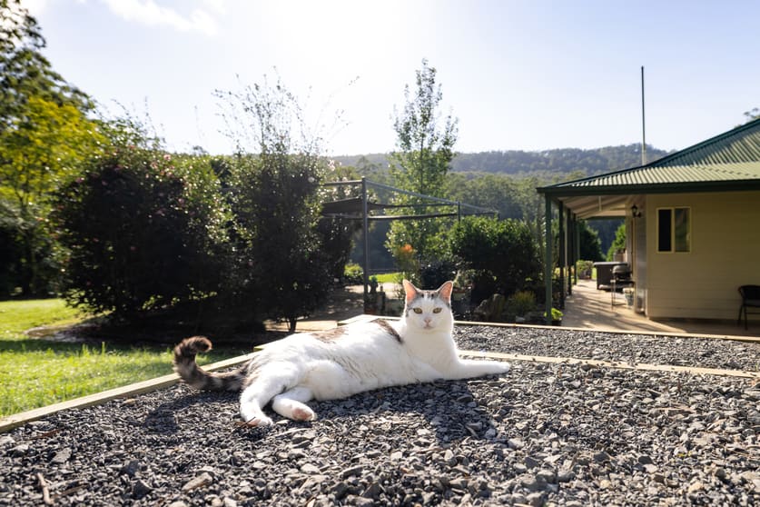Click to view all images 460 Waitui Road Waitui NSW 2443 - Image 2