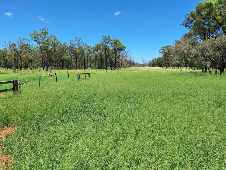 6743 Dunrobin Road Jericho QLD 4728 - Image 3