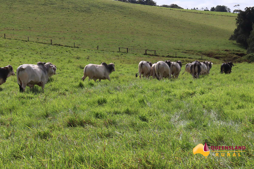 Click to view all images Tarzali QLD 4885 - Image 2