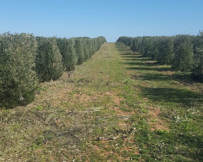 71 Kyola Road Coleambally NSW 2707 - Image 2