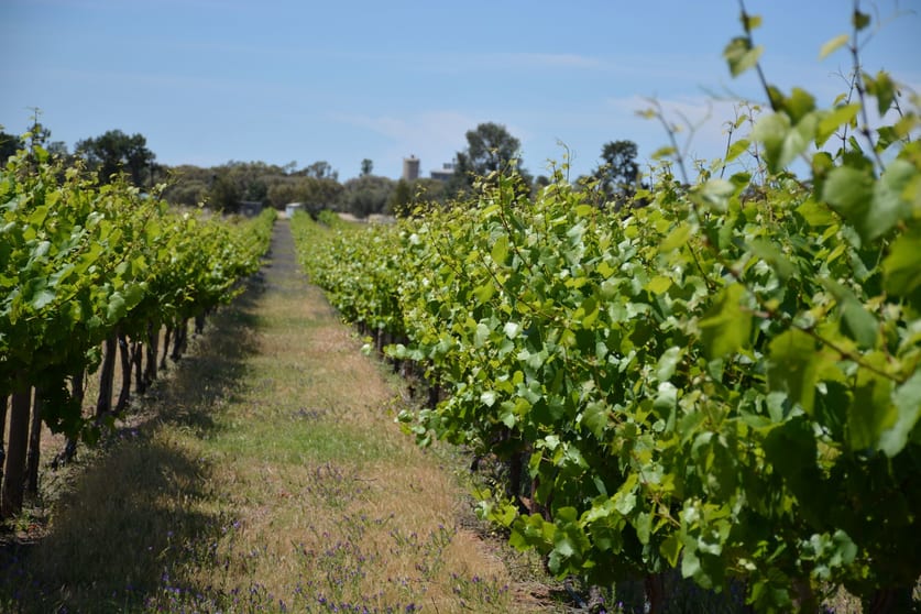 71 Kyola Road Coleambally NSW 2707 - Image 3